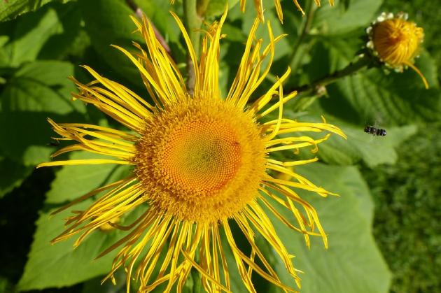 Alantblüten zum Räuchern