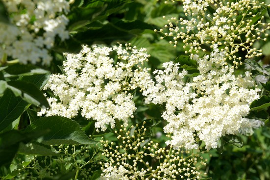 Holunderblüten bio | heimisches Räucherwerk