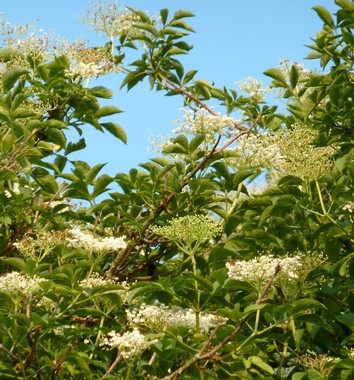 Holunderblüten bio | heimisches Räucherwerk