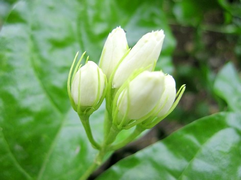 Jasminblüten zum Räuchern