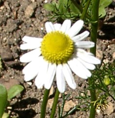 Kamillenblüten bio - heimisches Räucherwerk