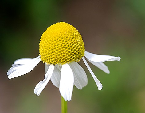 Kamillenblüten bio - heimisches Räucherwerk