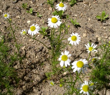 Kamillenblüten bio - heimisches Räucherwerk