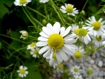 Kamillenblüten bio - heimisches Räucherwerk