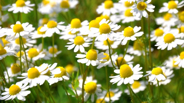 Kamillenblüten bio - heimisches Räucherwerk