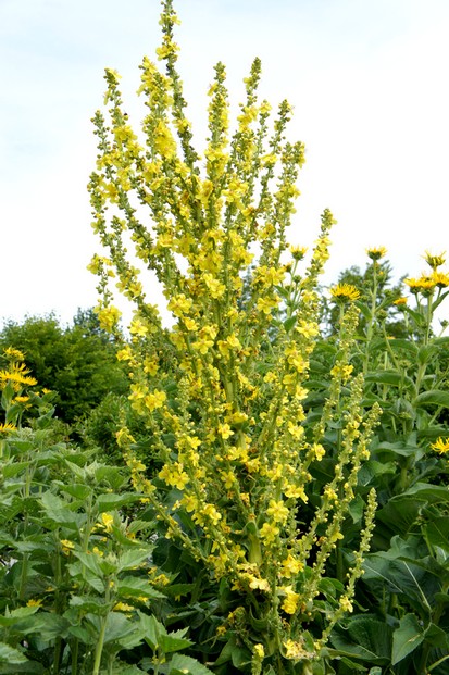 Königskerzenblüten | heimisches Räucherwerk