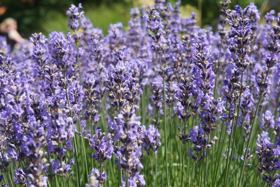 Lavendelblüten zum Räuchern