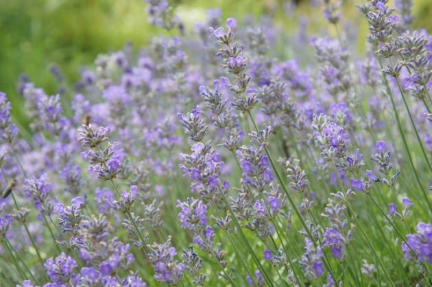 Lavendelblüten zum Räuchern