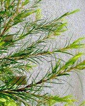 Teebaum ätherisches Öl 10ml
