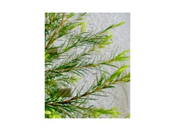Teebaum ätherisches Öl 10ml