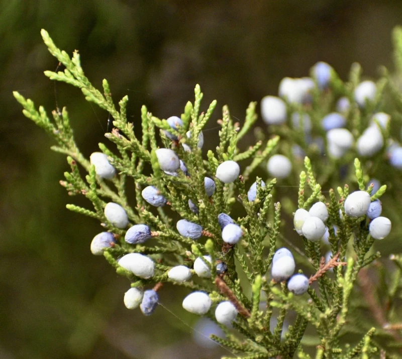 Zeder, virginisch - Wacholder (Juniperus virginiana) äth. Öl 10ml